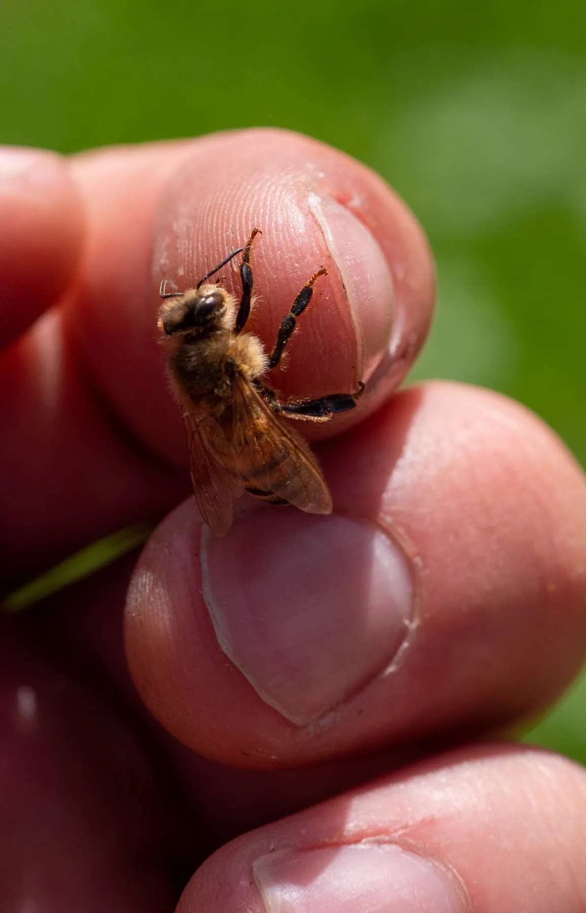 Bee on fingers