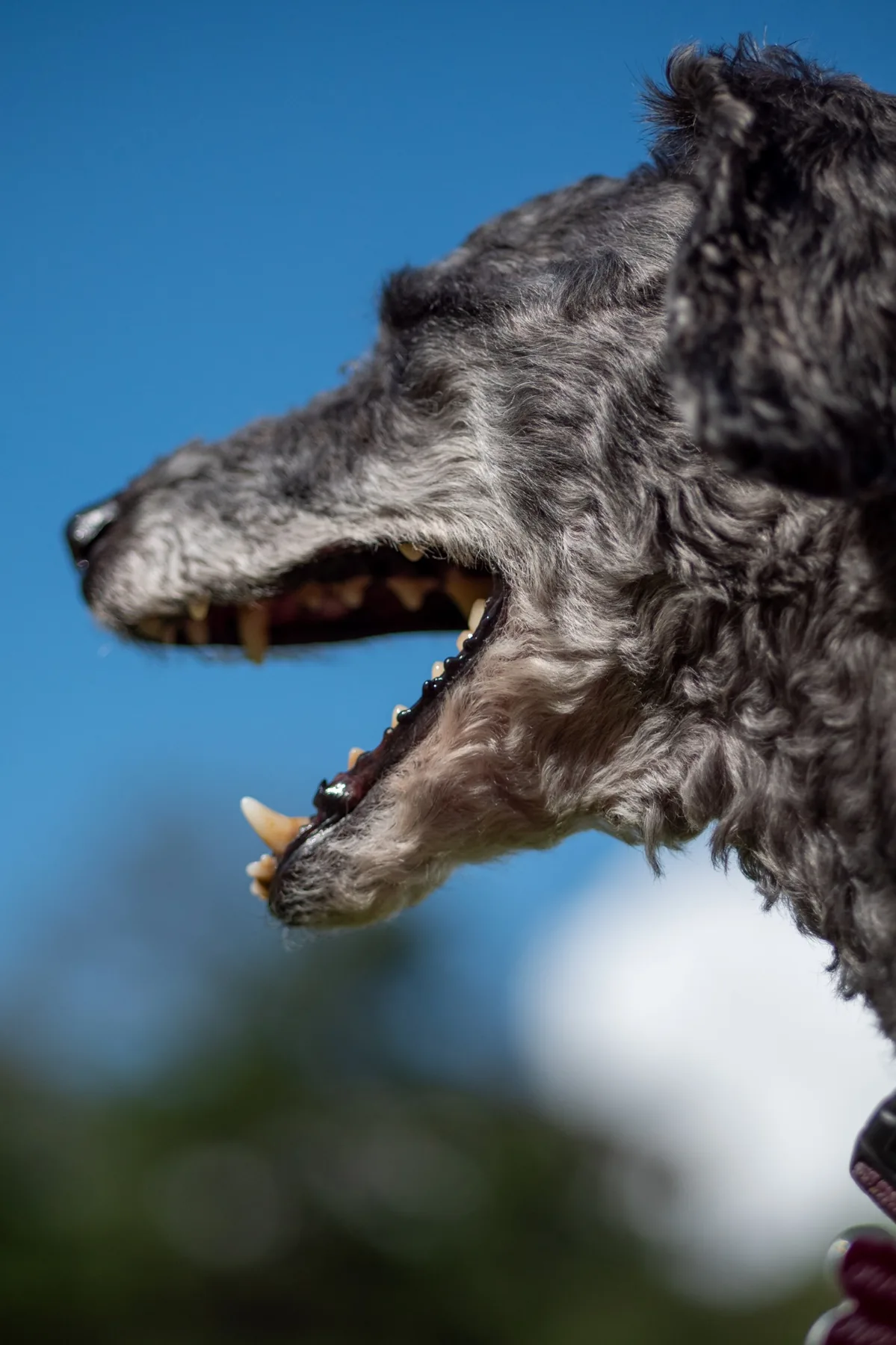 Close-up of dog