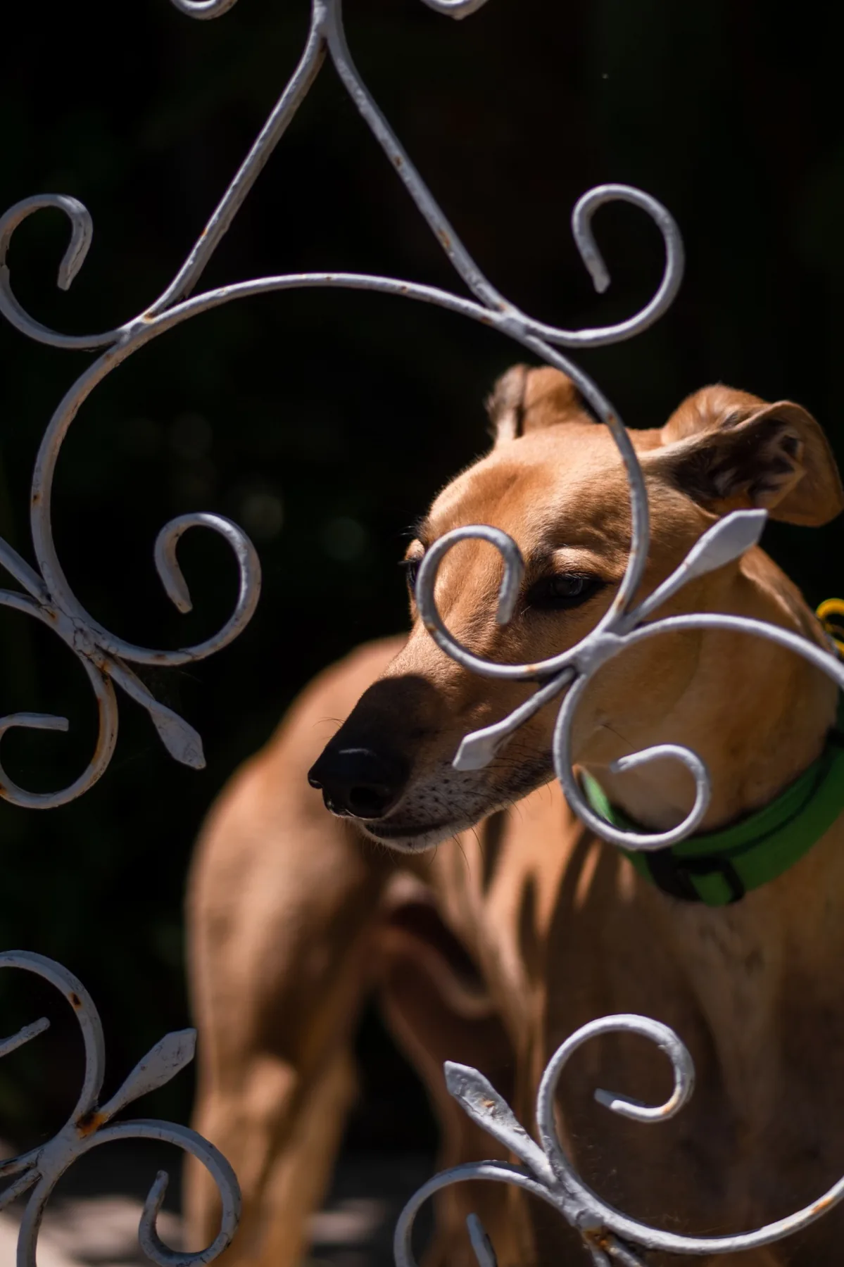 Dog behind decorative gate