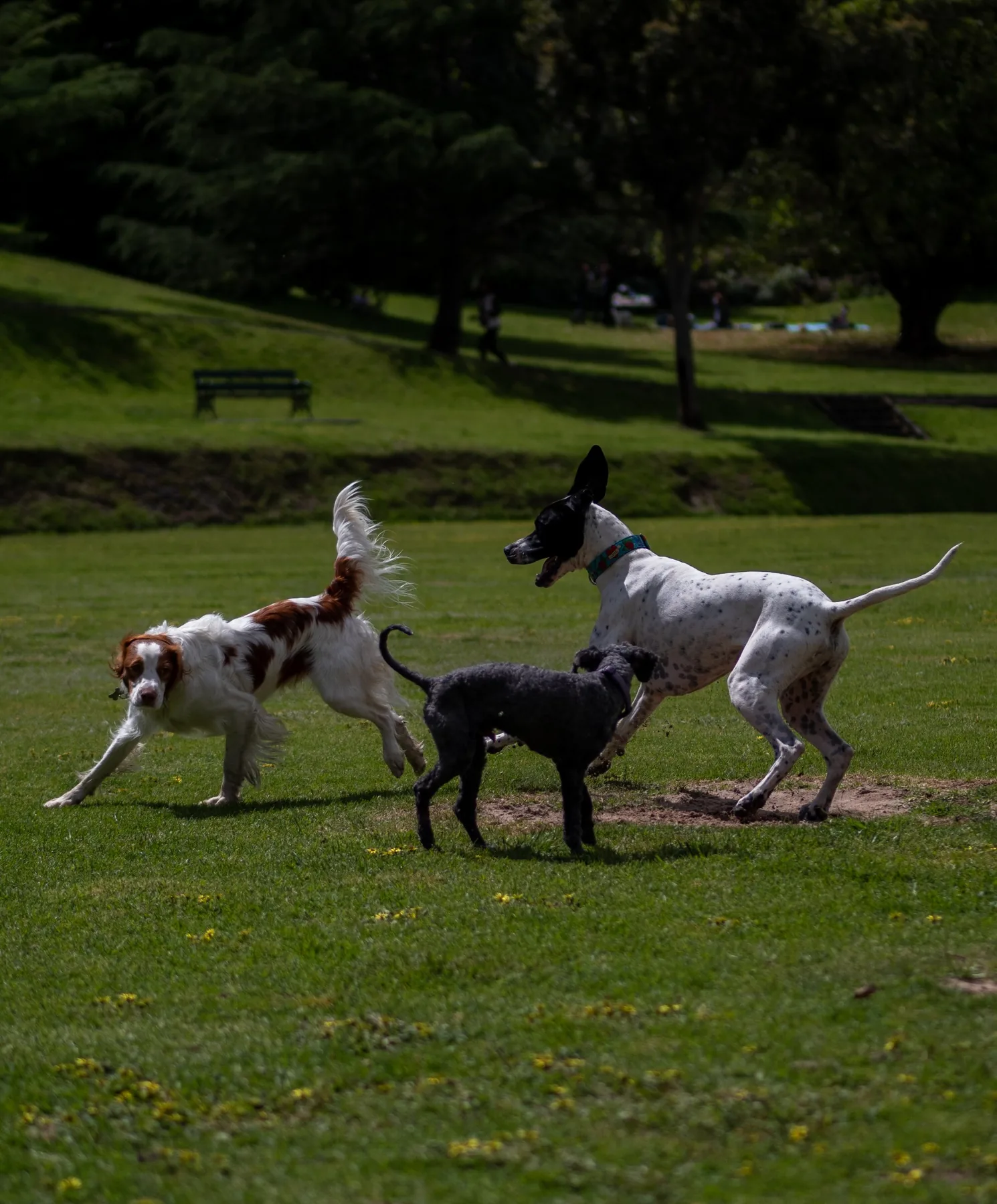 Dogs running in park
