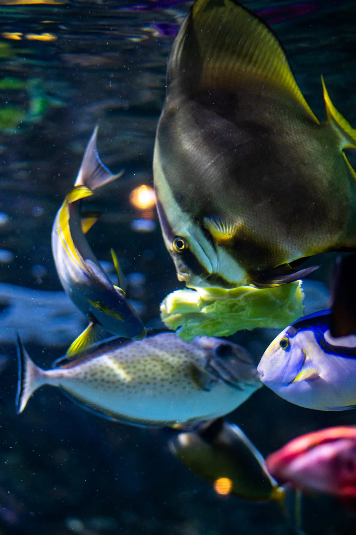 Fish in aquarium