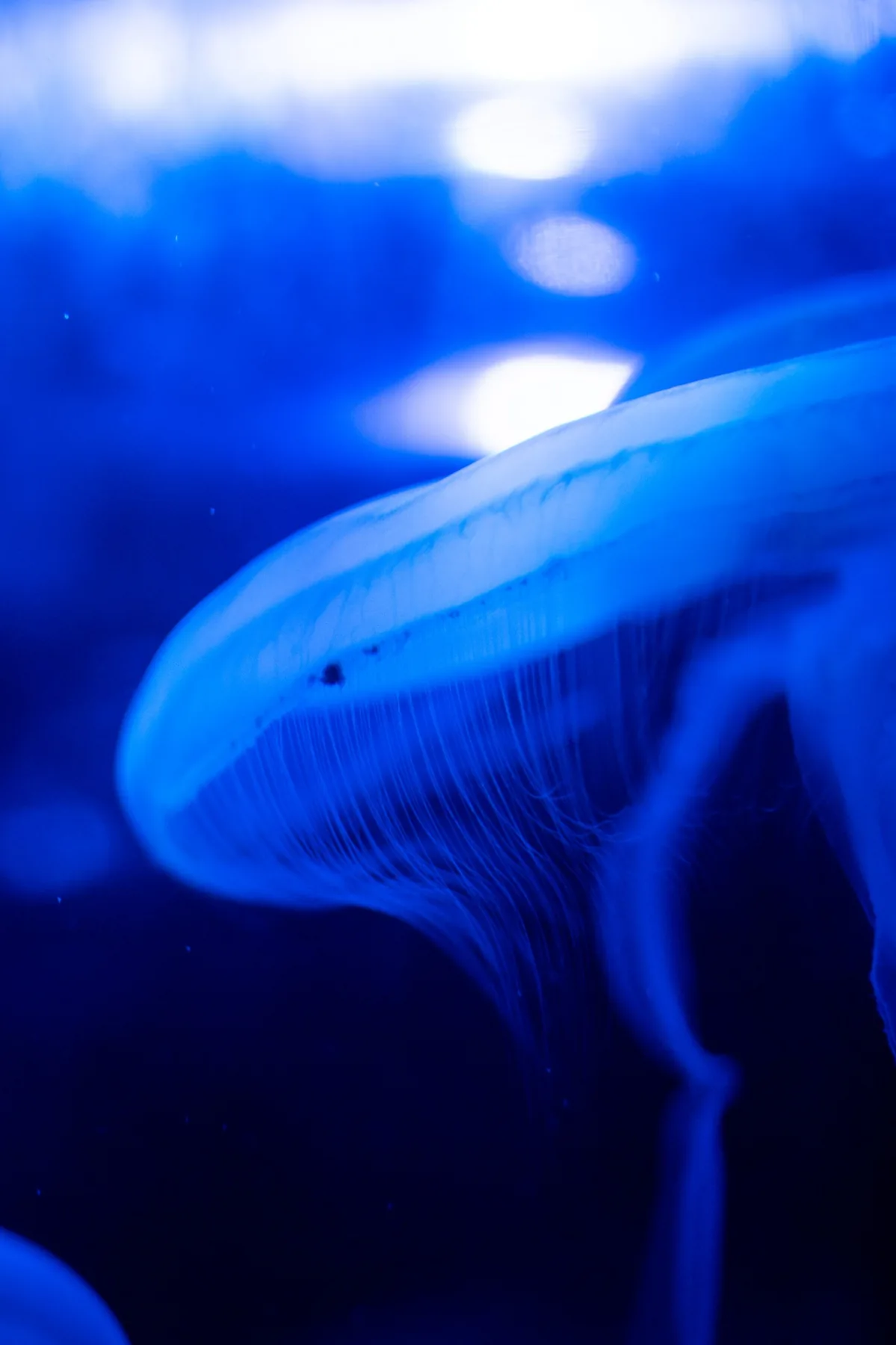 Blue jellyfish