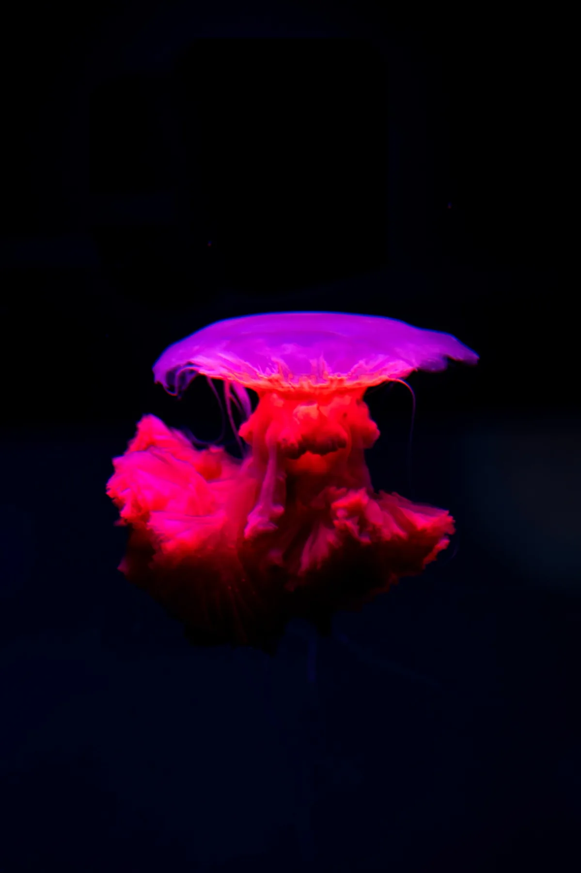 Pink jellyfish