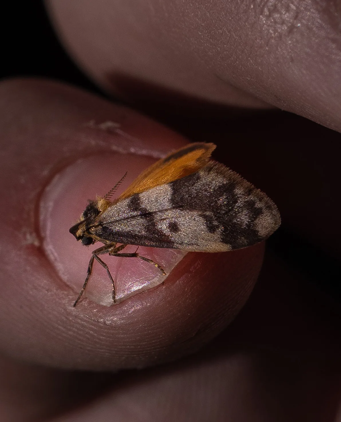 Moth on fingers